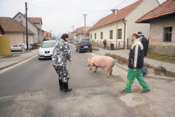 Fašiangy Fašiangy