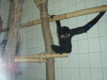 ZOO ZOO