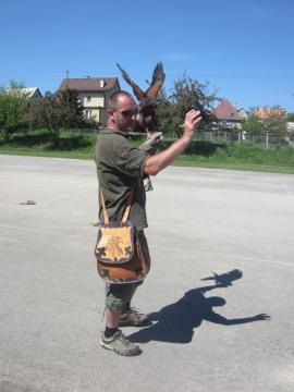 sokoliari sokoliari