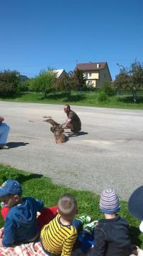 sokoliari sokoliari
