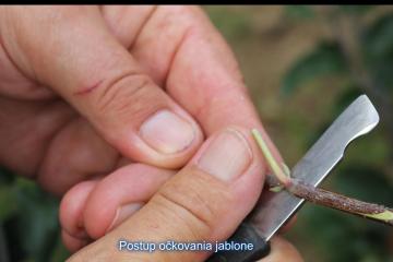 Letný rez-očkovanie Letný rez-očkovanie