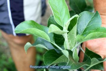 Letný rez-očkovanie Letný rez-očkovanie