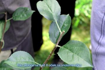 Letný rez-očkovanie Letný rez-očkovanie