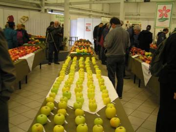 Najkrajšie jablko roka 2015 Najkrajšie jablko roka 2015