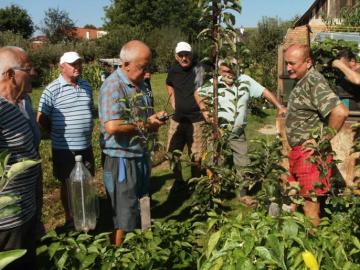 Letný rez a očkovanie Letný rez a očkovanie