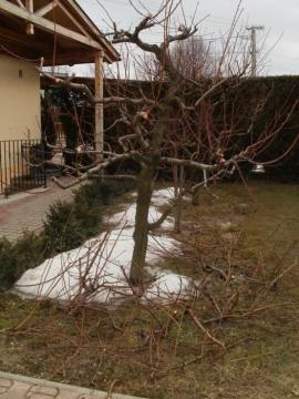Inštruktáž k rezu a štepeniu Inštruktáž k rezu a štepeniu