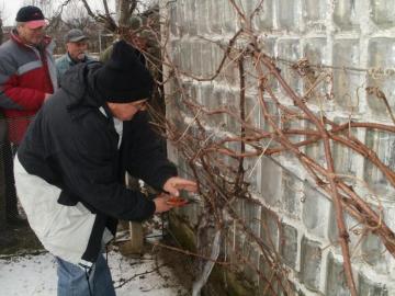 Inštruktáž k rezu a štepeniu Inštruktáž k rezu a štepeniu