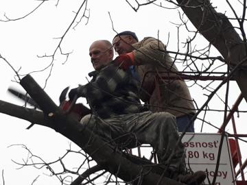 Orezávanie stromov Orezávanie stromov